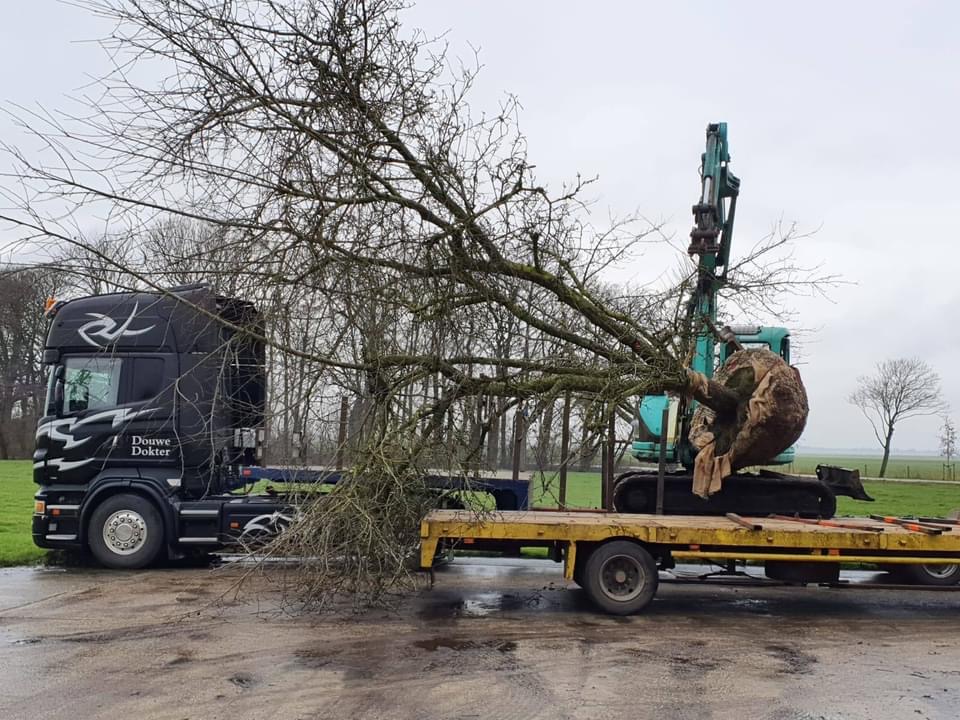 Een grote boom wordt na het rooien op de vrachtwagen gezet voor transport